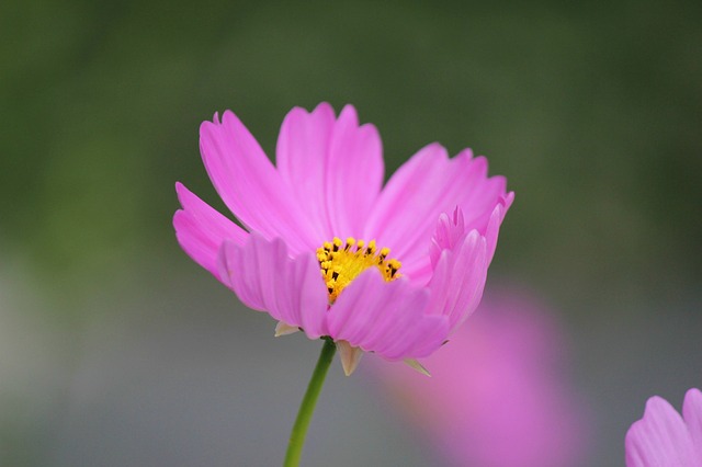 コスモスの花言葉の意味 色別 黒 紫 黄 赤 白 ピンク に紹介 色んなレビューサイト